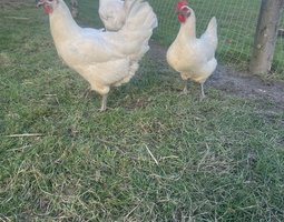 Oeufs fécondés Bresse Gauloise Blanche