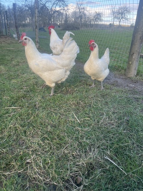 Oeufs fécondés Bresse Gauloise Blanche