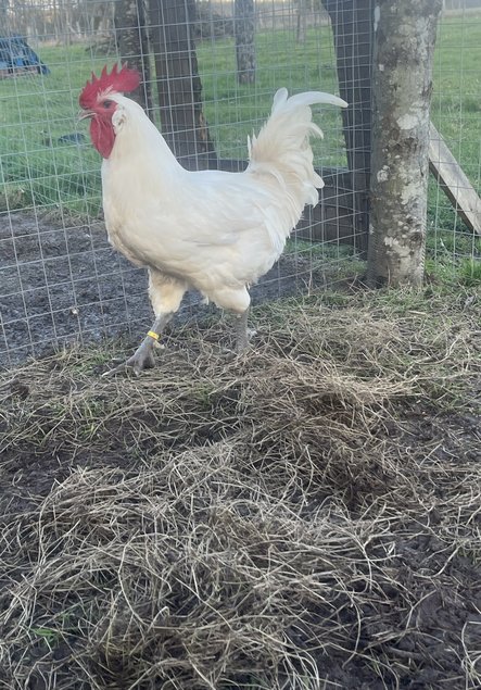Oeufs fécondés Bresse Gauloise Blanche