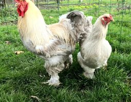 Brahma isabelle / gris perle 🇺🇸