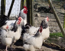 Oeufs de SUSSEX blanche herminé noire