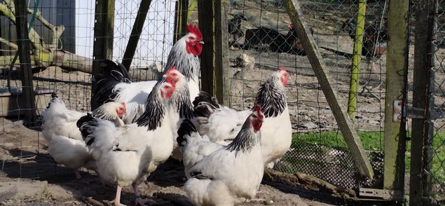 Oeufs de SUSSEX blanche herminé noire