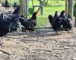 Oeufs à couver Géante de Jersey