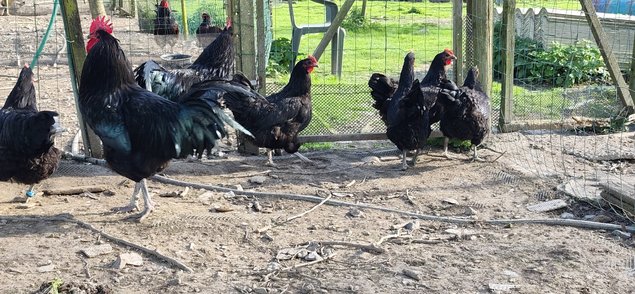 Oeufs à couver Géante de Jersey