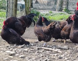 Oeufs à couver de Barnevelder