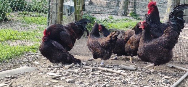 Oeufs à couver de Barnevelder