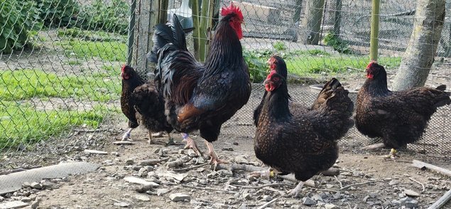 Oeufs à couver de Barnevelder