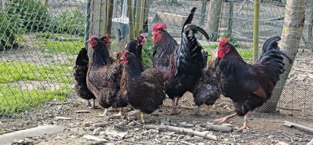 Oeufs à couver de Barnevelder