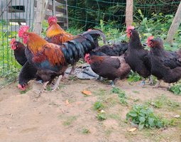 Oeufs fecondés Marans Noir Camail cuivre NCC