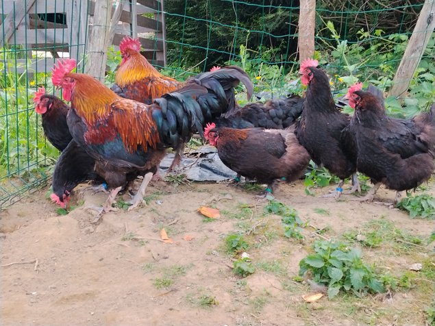 Oeufs fecondés Marans Noir Camail cuivre NCC
