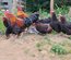 Oeufs fecondés Marans Noir Camail cuivre NCC