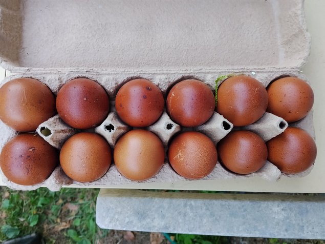 Oeufs fecondés Marans Noir Camail cuivre NCC