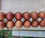 Oeufs fecondés Marans Noir Camail cuivre NCC