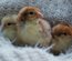 Leghorn