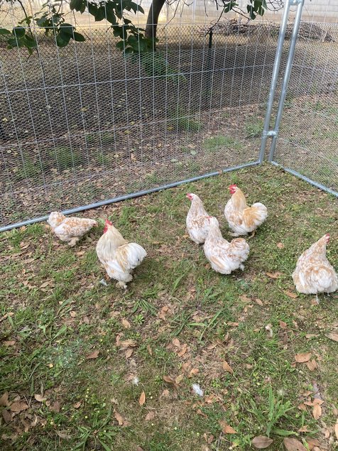 oeufs fécondés pékin fauve caillouté blanc