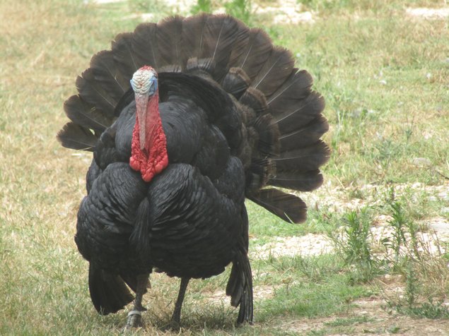 Oeufs à couver de Dindon de Sologne noir