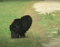 Oeufs à couver de Dindon de Sologne noir