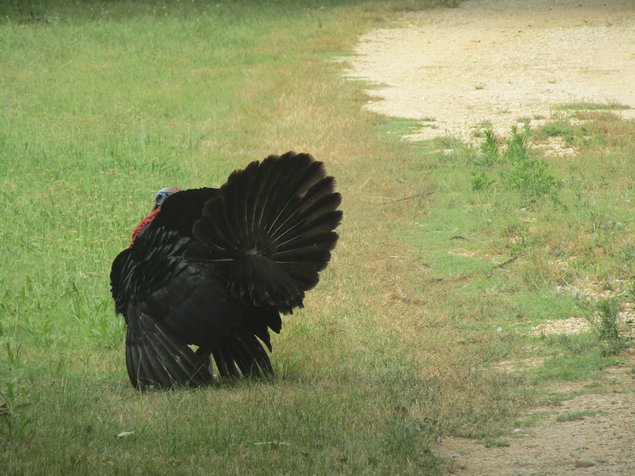 Oeufs à couver de Dindon de Sologne noir