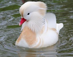 Œuf mandarin argenté blanc