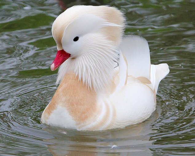 Œuf mandarin argenté blanc