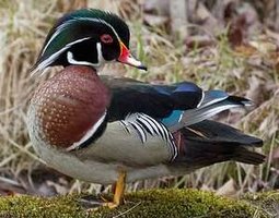 Œufs de canard carolin