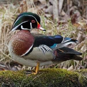 Œufs de canard carolin