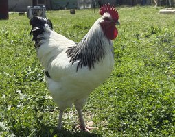 œufs à couver de Sussex Blanche Herminée