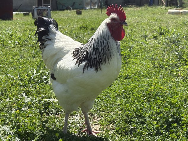 œufs à couver de Sussex Blanche Herminée