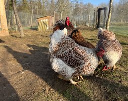 Oeufs fécondés Wyandotte doré GR