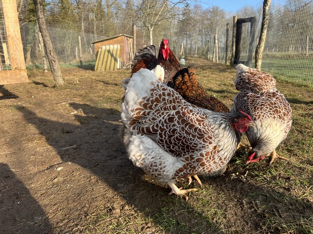 Oeufs fécondés Wyandotte doré GR