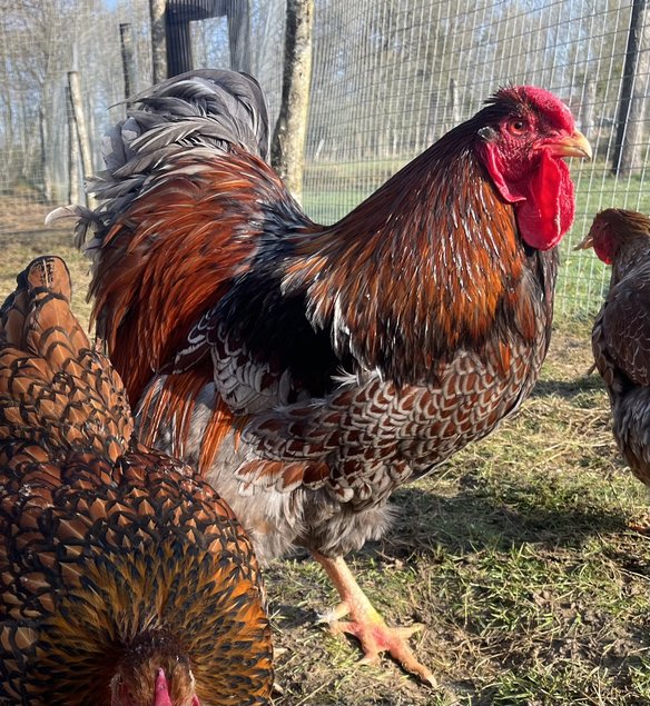 Oeufs fécondés Wyandotte doré GR