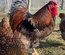 Oeufs fécondés Wyandotte doré GR