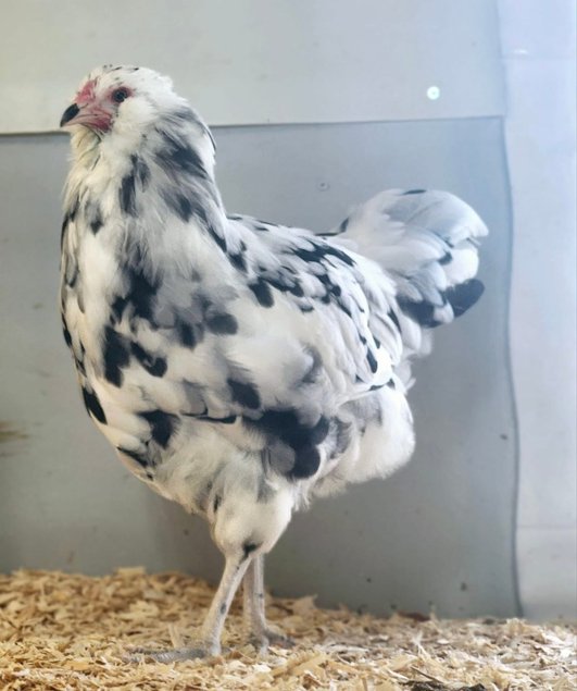 Œufs fécondés ameraucana ermine
