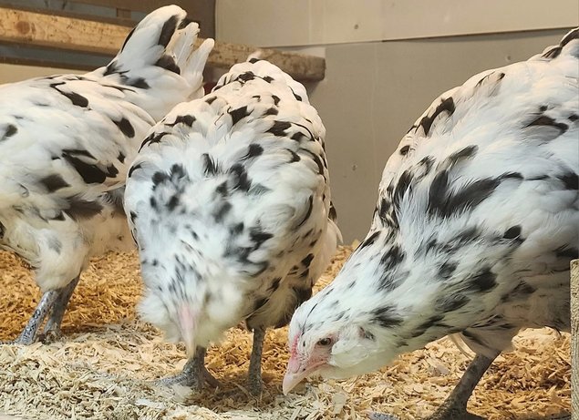 Œufs fécondés ameraucana ermine