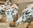 Œufs fécondés ameraucana ermine