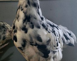 Œufs fécondés ameraucana ermine