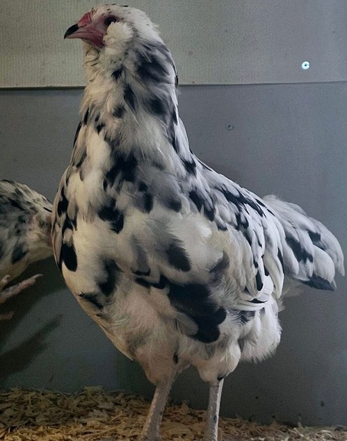 Œufs fécondés ameraucana ermine