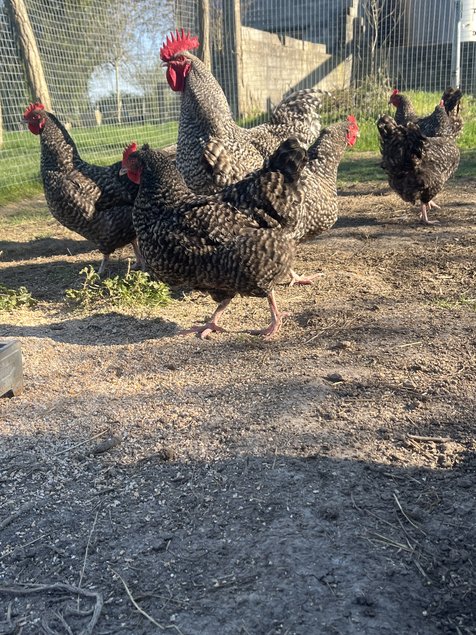 Oeufs fécondés coucou de Rennes