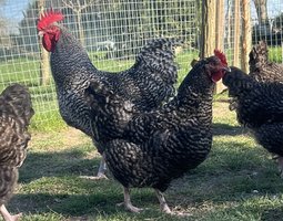Oeufs fécondés coucou de Rennes