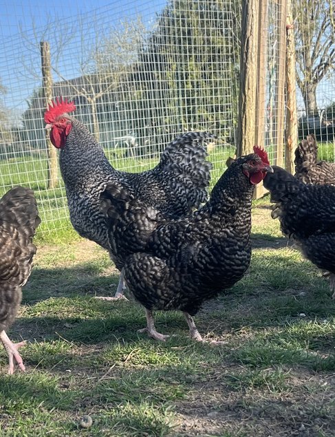 Oeufs fécondés coucou de Rennes