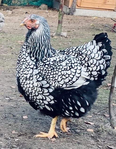 Œufs wyandotte argentés GR