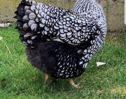 Œufs wyandotte argentés GR