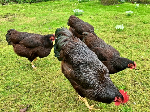 Lot de 12 oeufs fécondés de poule Rhode Island