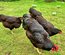 Lot de 12 oeufs fécondés de poule Rhode Island