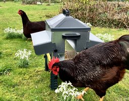 Lot de 12 oeufs fécondés de poule Rhode Island