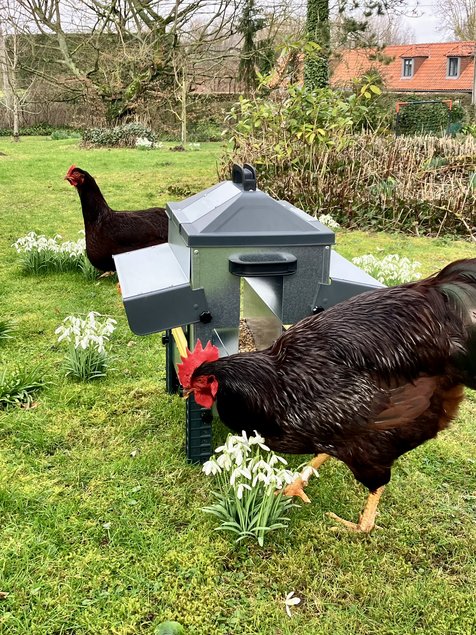 Lot de 12 oeufs fécondés de poule Rhode Island