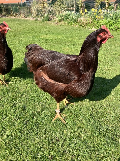 Lot de 12 oeufs fécondés de poule Rhode Island