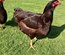 Lot de 12 oeufs fécondés de poule Rhode Island