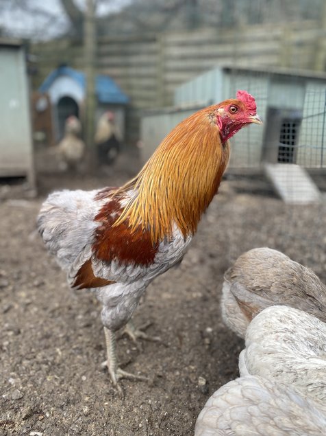 Marans x Araucana