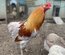 Marans x Araucana